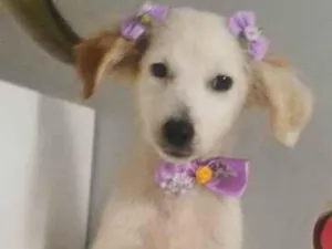 Cachorro raça SRD-ViraLata idade 2 a 6 meses nome VICK, FÊMEA