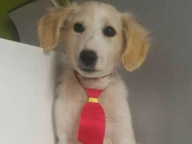 Cachorro ra a SRD-ViraLata idade 2 a 6 meses nome JOHNNY