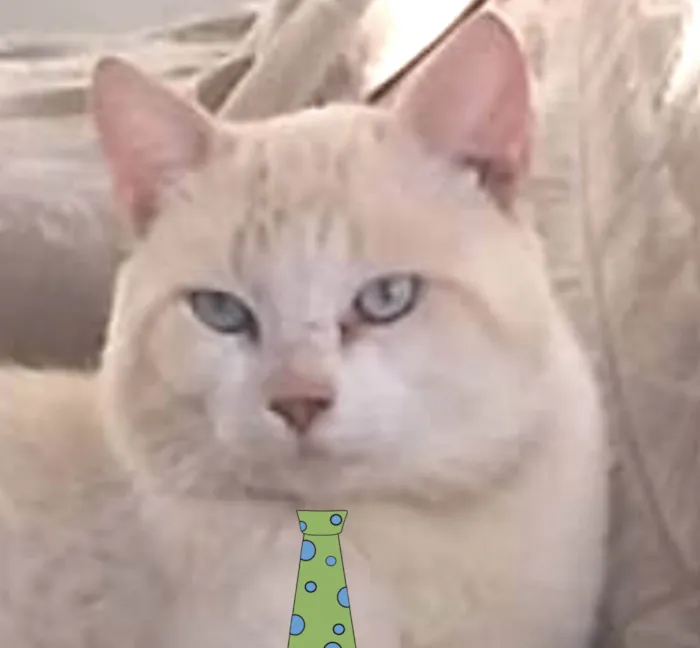 Gato ra a Mestico  idade 7 a 11 meses nome Floquinho 