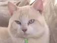 Floquinho