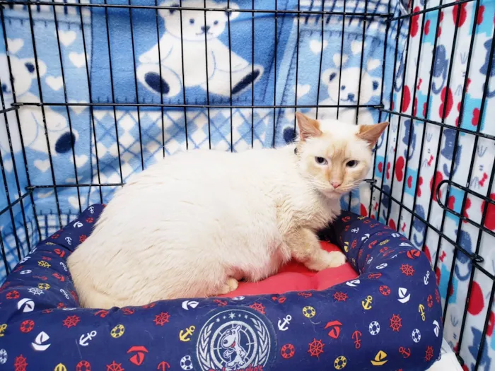 Gato ra a SRD-ViraLata idade 2 anos nome Benjamin