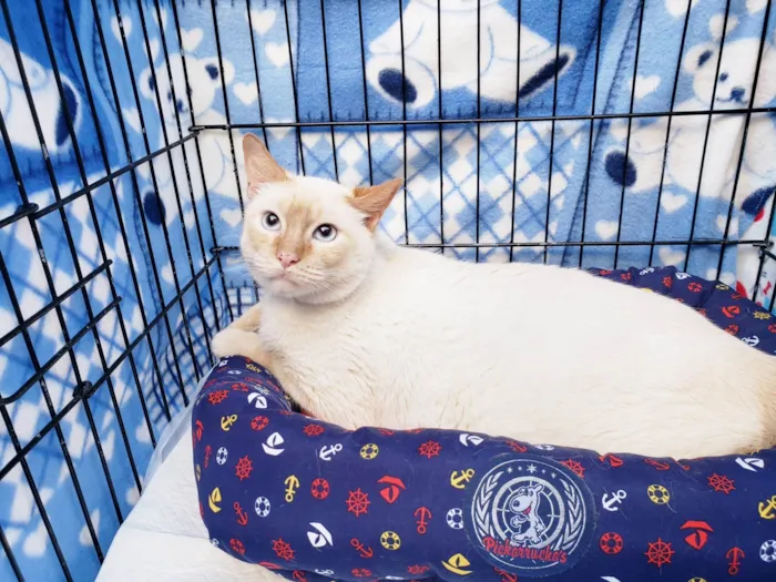 Gato ra a SRD-ViraLata idade 2 anos nome Benjamin