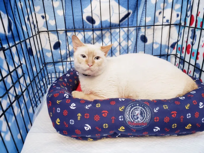 Gato ra a SRD-ViraLata idade 2 anos nome Benjamin