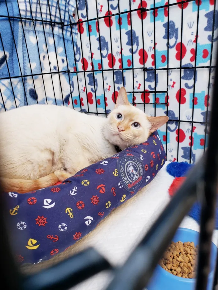 Gato ra a SRD-ViraLata idade 2 anos nome Benjamin