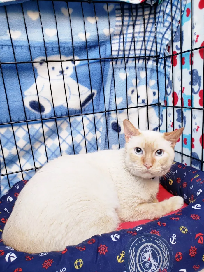 Gato ra a SRD-ViraLata idade 2 anos nome Benjamin