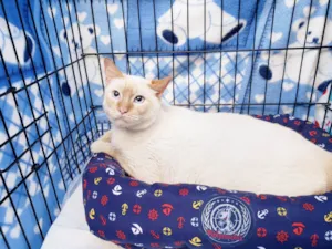 Gato raça SRD-ViraLata idade 2 anos nome Benjamin