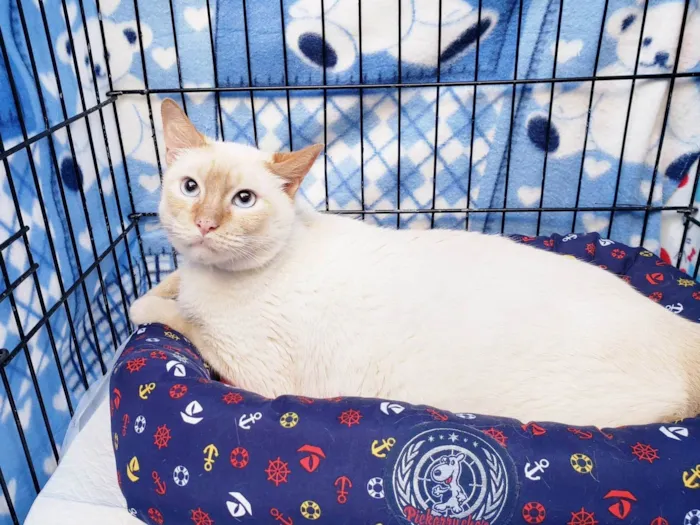 Gato ra a SRD-ViraLata idade 2 anos nome Benjamin
