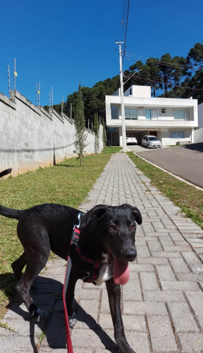 Cachorro ra a Srd idade 2 a 6 meses nome Bento