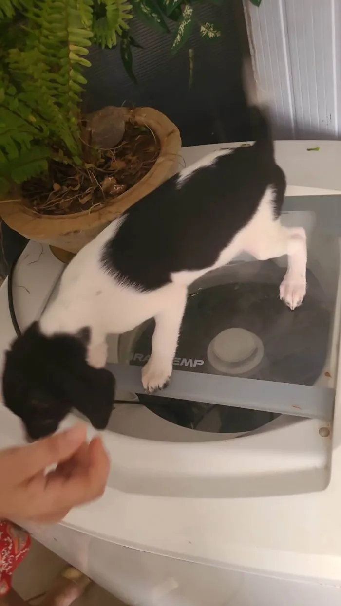 Cachorro ra a SRD-ViraLata idade 3 anos nome Anna e Amora 