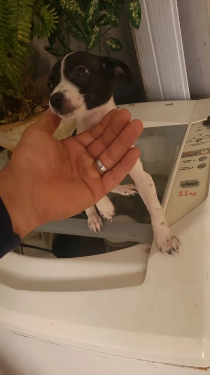 Cachorro ra a SRD-ViraLata idade 3 anos nome Anna e Amora 