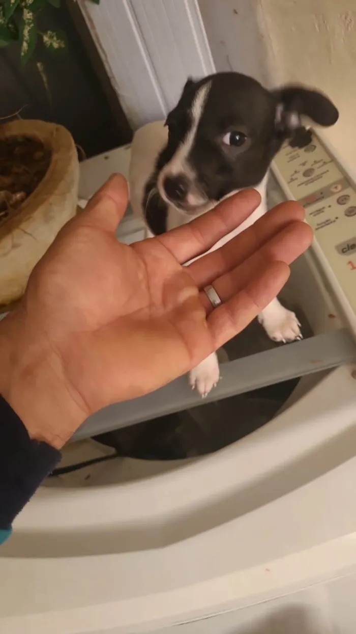 Cachorro ra a SRD-ViraLata idade 3 anos nome Anna e Amora 