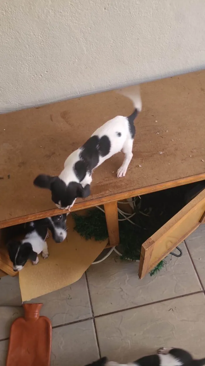 Cachorro ra a SRD-ViraLata idade 3 anos nome Anna e Amora 