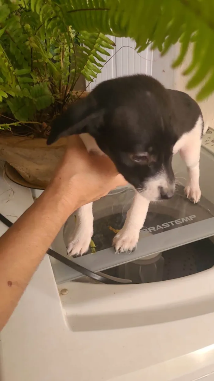 Cachorro ra a SRD-ViraLata idade 3 anos nome Anna e Amora 