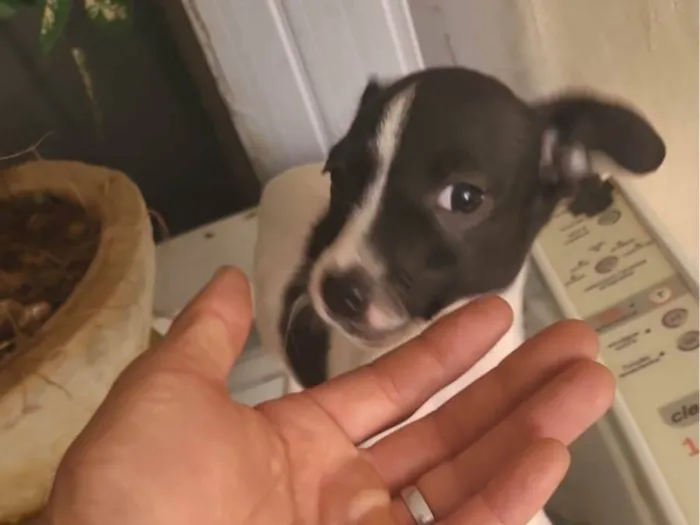 Cachorro ra a SRD-ViraLata idade 3 anos nome Anna e Amora 