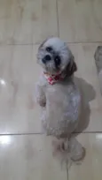 Lua