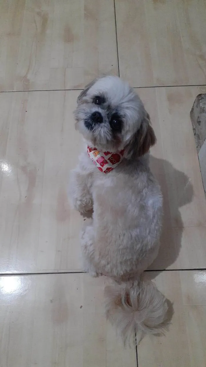 Cachorro ra a Shih tzu  idade 4 anos nome Lua