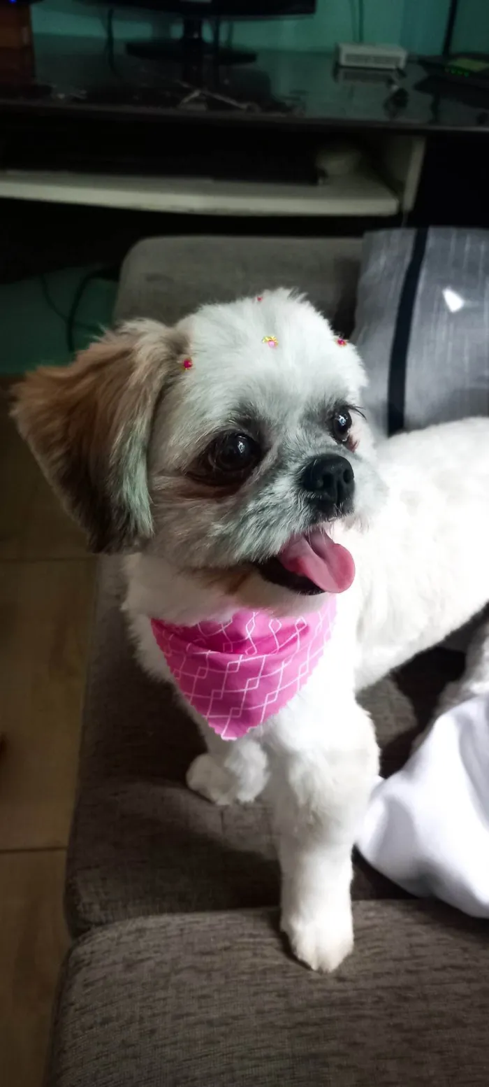 Cachorro ra a Shih tzu  idade 4 anos nome Lua