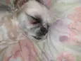 Lua