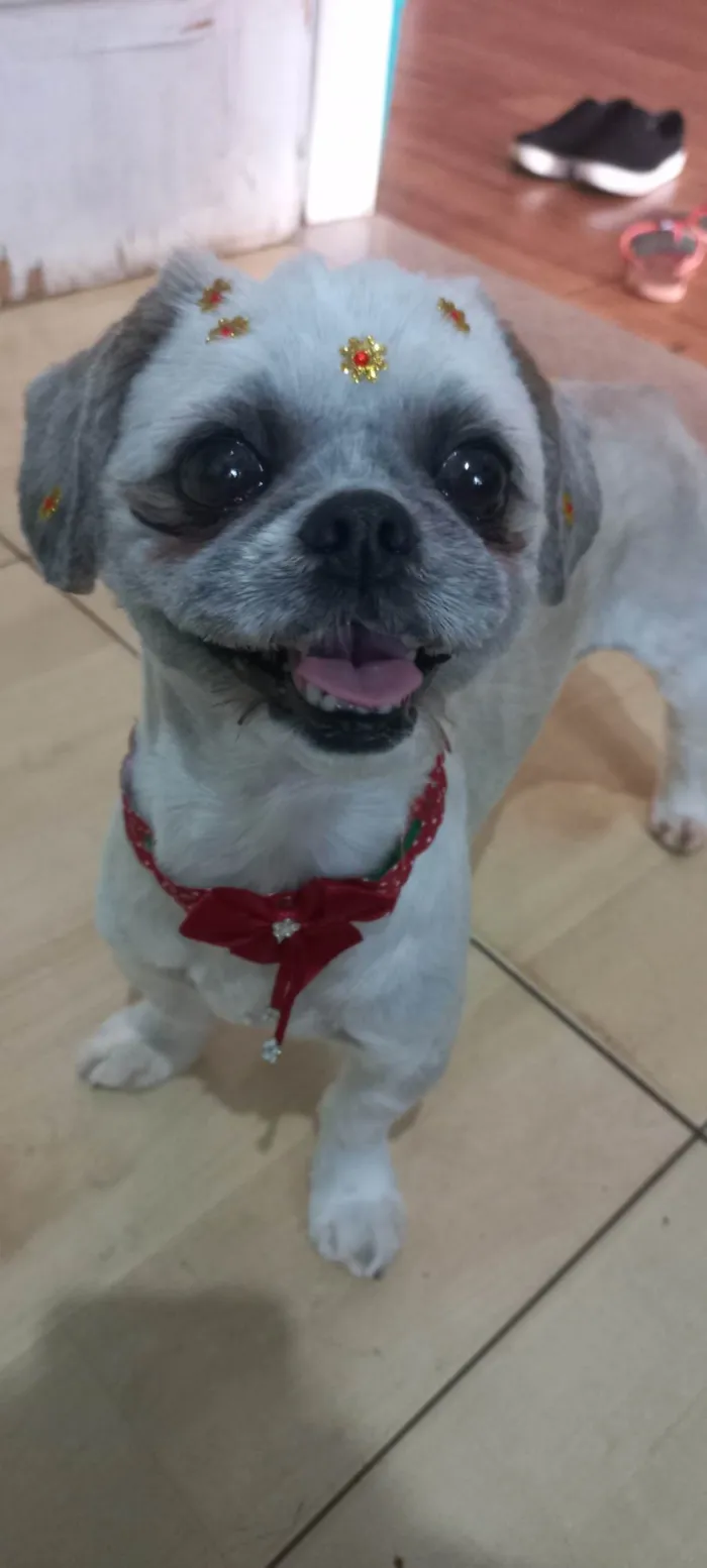 Cachorro ra a Shih tzu  idade 4 anos nome Lua