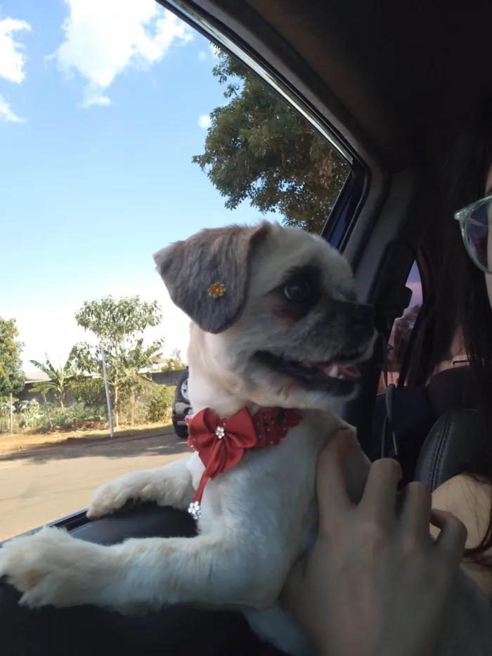 Cachorro ra a Shih tzu  idade 4 anos nome Lua