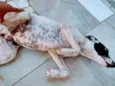 Cacau