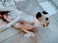 Cacau