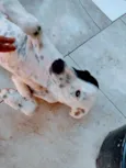 Cacau