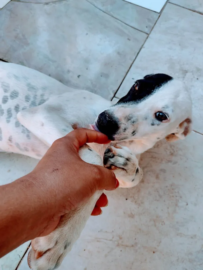 Cachorro ra a Indefinida  idade 2 a 6 meses nome Cacau