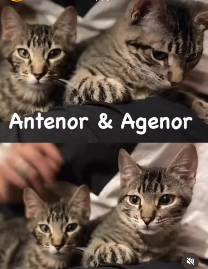 Gato ra a SRD-tigrinhos idade 2 a 6 meses nome Antenor e Agenor