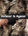 Antenor e Agenor