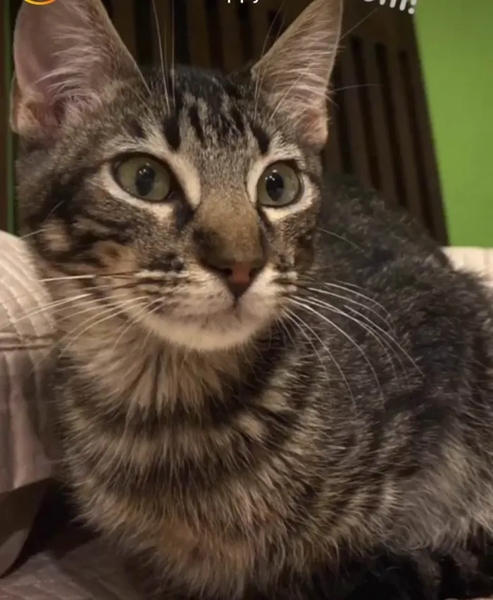 Gato ra a SRD-tigrinhos idade 2 a 6 meses nome Antenor e Agenor
