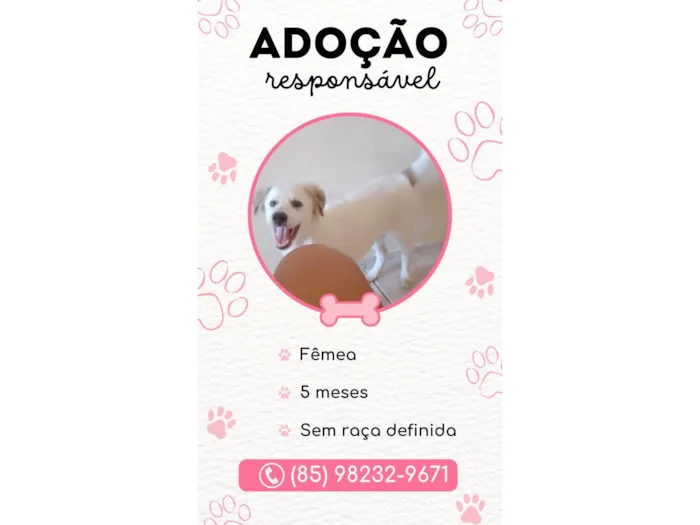 Cachorro ra a SRD-ViraLata idade 2 a 6 meses nome Branquinha