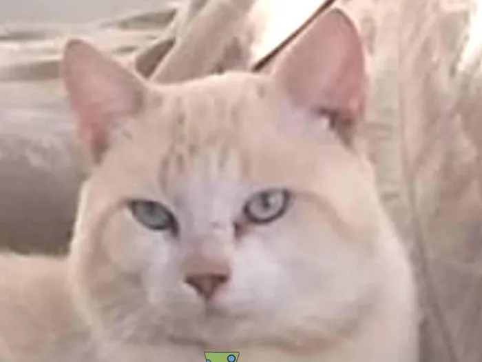 Gato ra a Mestico  idade 7 a 11 meses nome Floquinho 