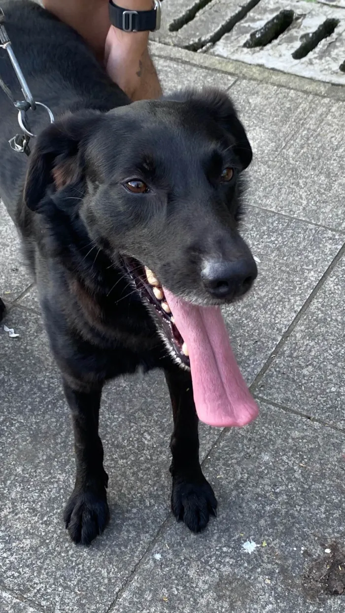 Cachorro ra a SRD-ViraLata idade 2 anos nome Zeus 