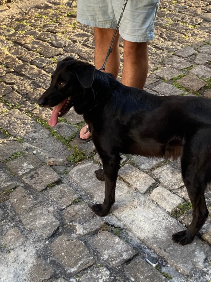 Cachorro ra a SRD-ViraLata idade 2 anos nome Zeus 