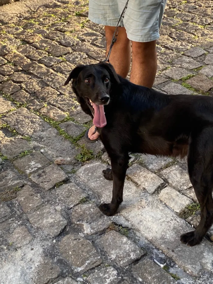 Cachorro ra a SRD-ViraLata idade 2 anos nome Zeus 