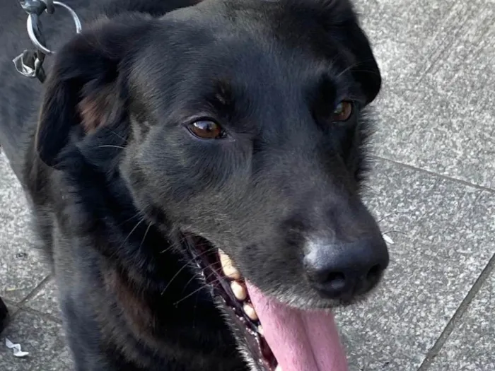 Cachorro ra a SRD-ViraLata idade 2 anos nome Zeus 