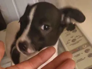 Cachorro raça SRD-ViraLata idade 3 anos nome Anna e Amora 