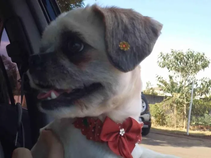 Cachorro ra a Shih tzu  idade 4 anos nome Lua