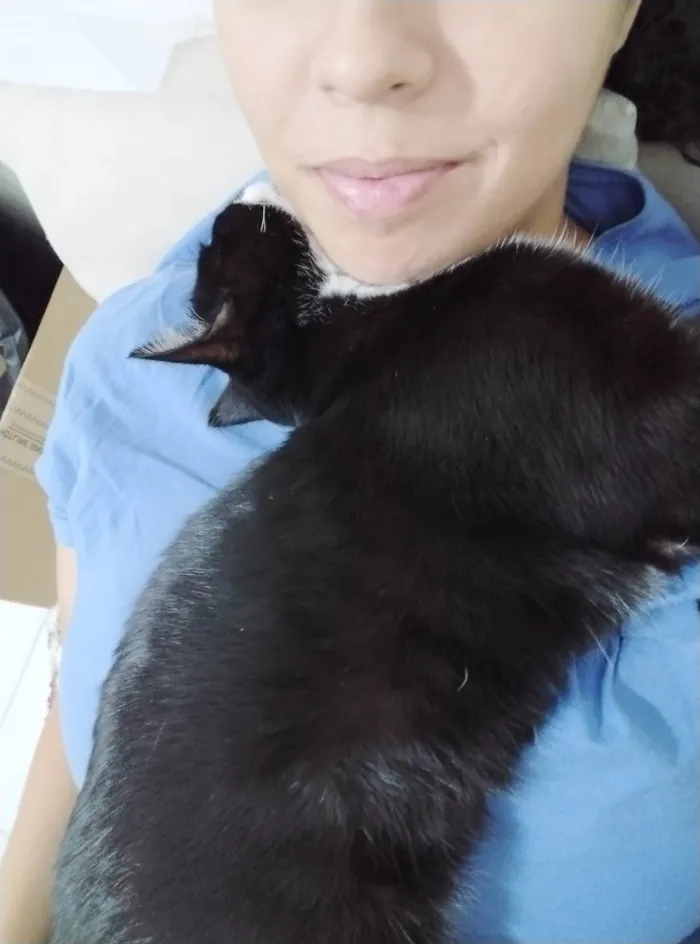 Gato ra a SRD idade 2 a 6 meses nome Kito