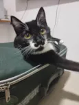 Kito