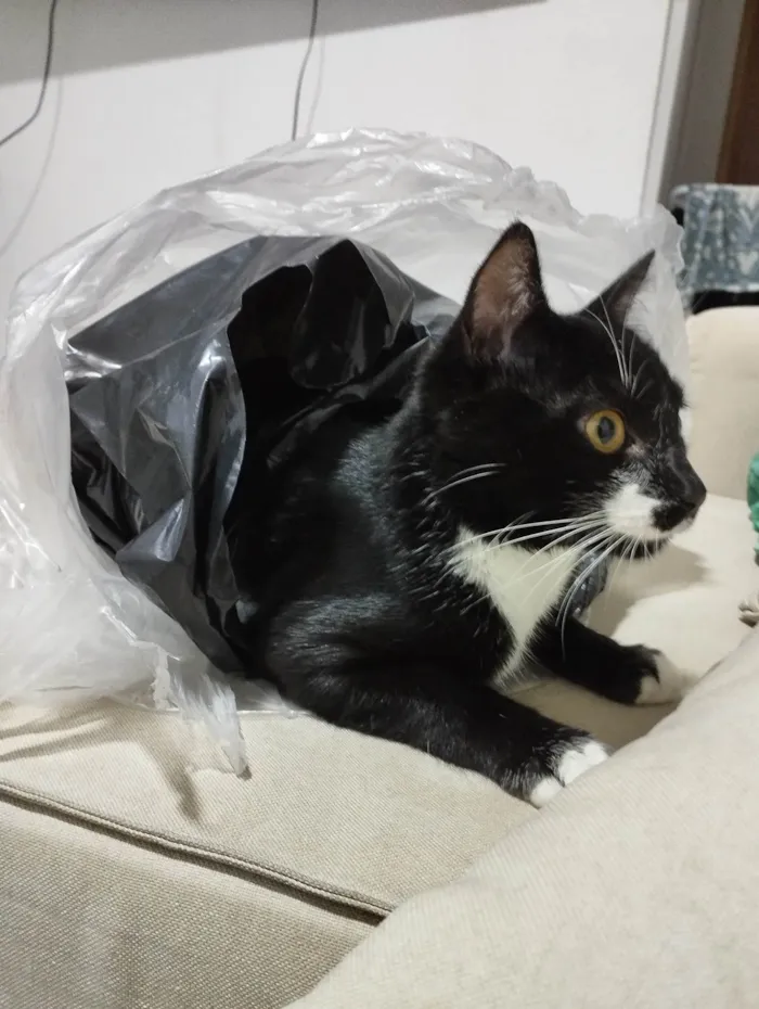 Gato ra a SRD idade 2 a 6 meses nome Kito