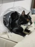 Kito