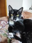 Kito