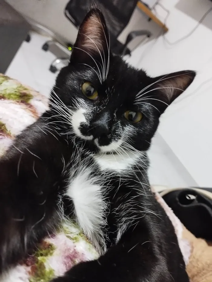 Gato ra a SRD idade 2 a 6 meses nome Kito