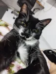 Kito