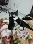 Kito
