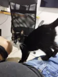 Kito