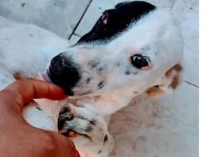 Cachorro raça Indefinida  idade 2 a 6 meses nome Cacau