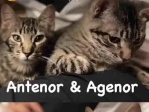 Gato raça SRD-tigrinhos idade 2 a 6 meses nome Antenor e Agenor